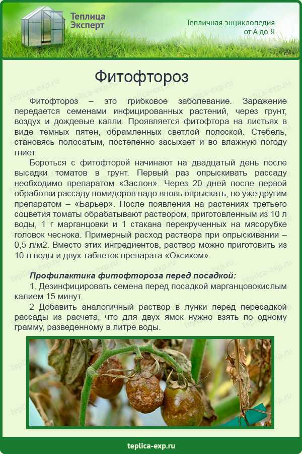 Фитофтороз томата (причины, профилактика и лечение), + 35 фото