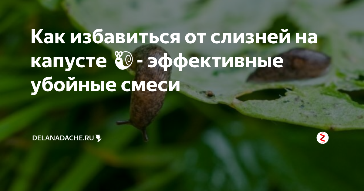 Гусеница на капусте: чем и как обработать, народные средства и другие меры борьбы