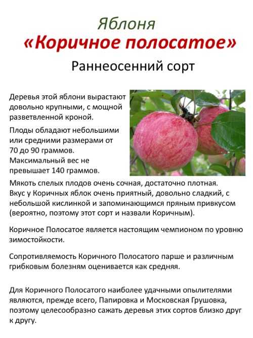 Яблоня рождественское: описание и фото, отзывы
