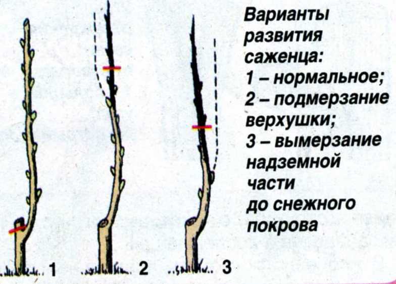 Помогите спасти грушу!!!