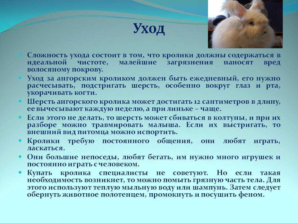 Уход за кроликами в домашних условиях: как ухаживать, правила содержания питомцев, организация досуга