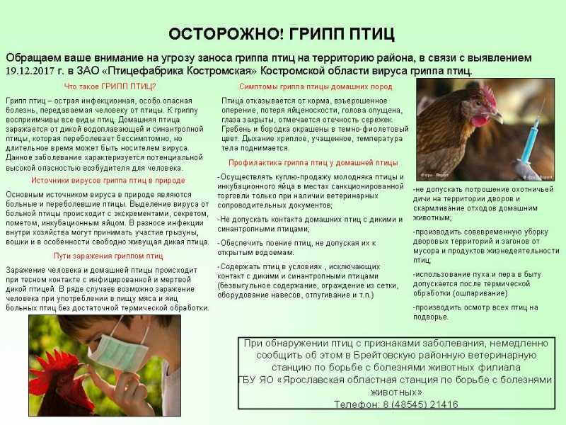 Как избавиться от куриного клеща: меры борьбы и профилактики