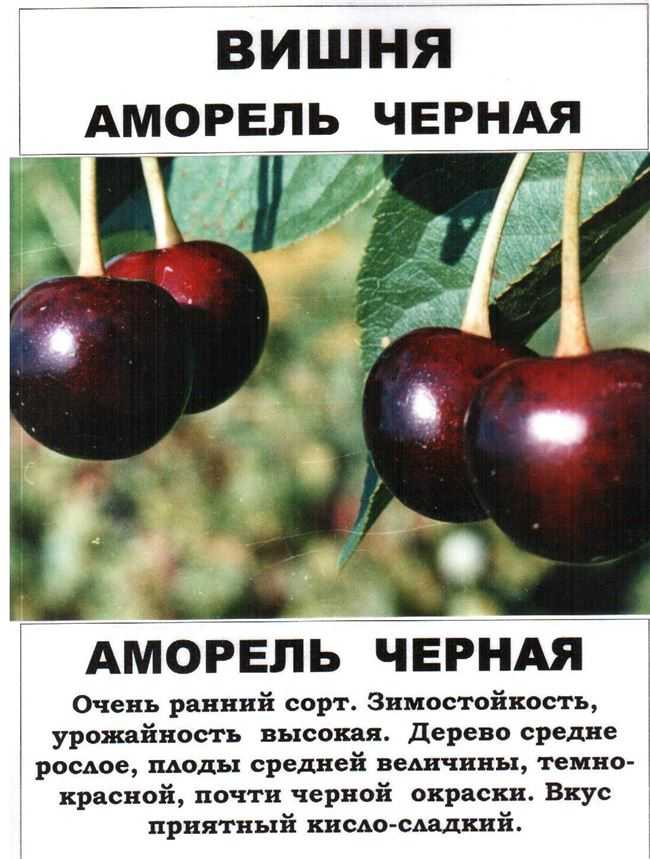 Лучшие высокоурожайные, самоопыляемые и низкорослые сорта вишен для любого региона россии. топ-5 лучших зимостойких вишен