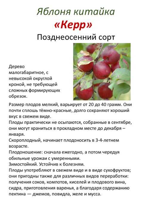 Высококлассная яблоня ауксис: отзывы, описание, фото