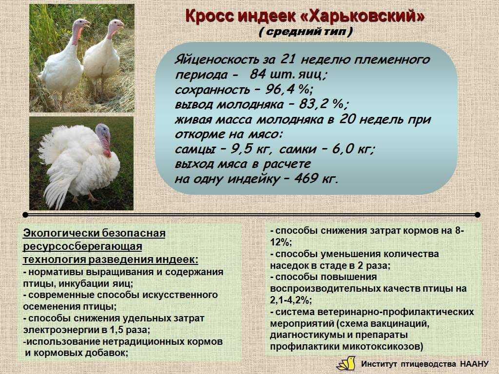 Выращивание индюшат в домашних условиях с нуля для начинающих