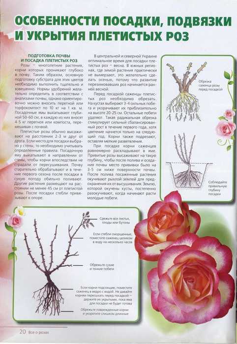 О розе шнеевитхен (schneewittchen): описание и характеристики, выращивание
