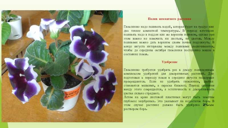 Глоксиния (65 фото): виды и уход в домашних условиях