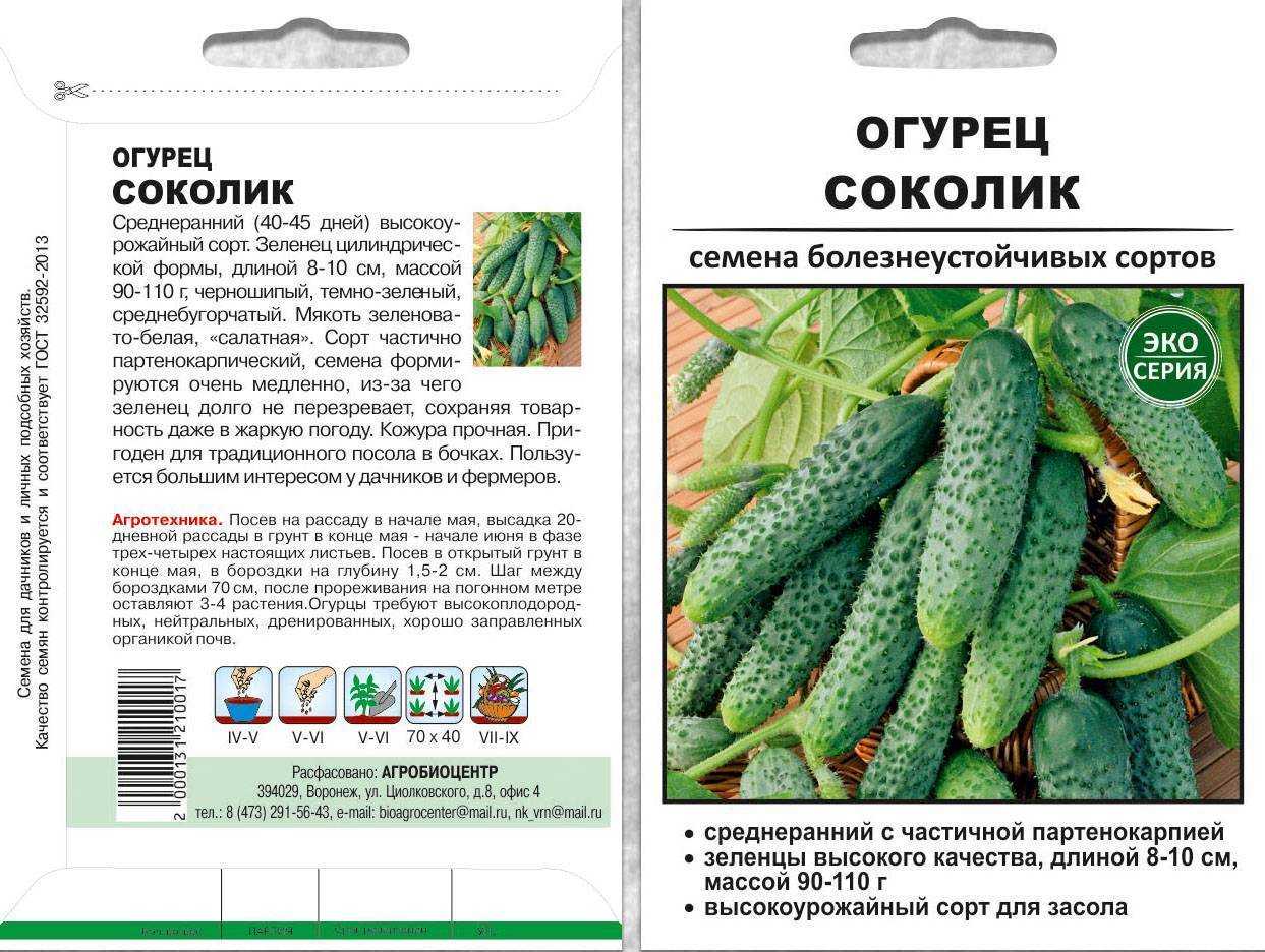 Огурец водолей — выращивание ультрараннего, высокоурожайного сорта