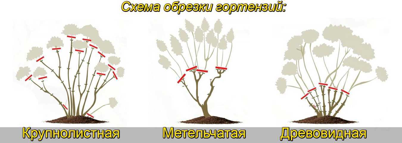 Как ухаживать за гортензией весной, чтобы она пышно цвела летом