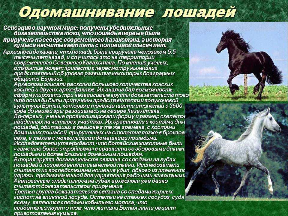Мустанг (дикая лошадь)– описание, как выглядит, где обитает, фото