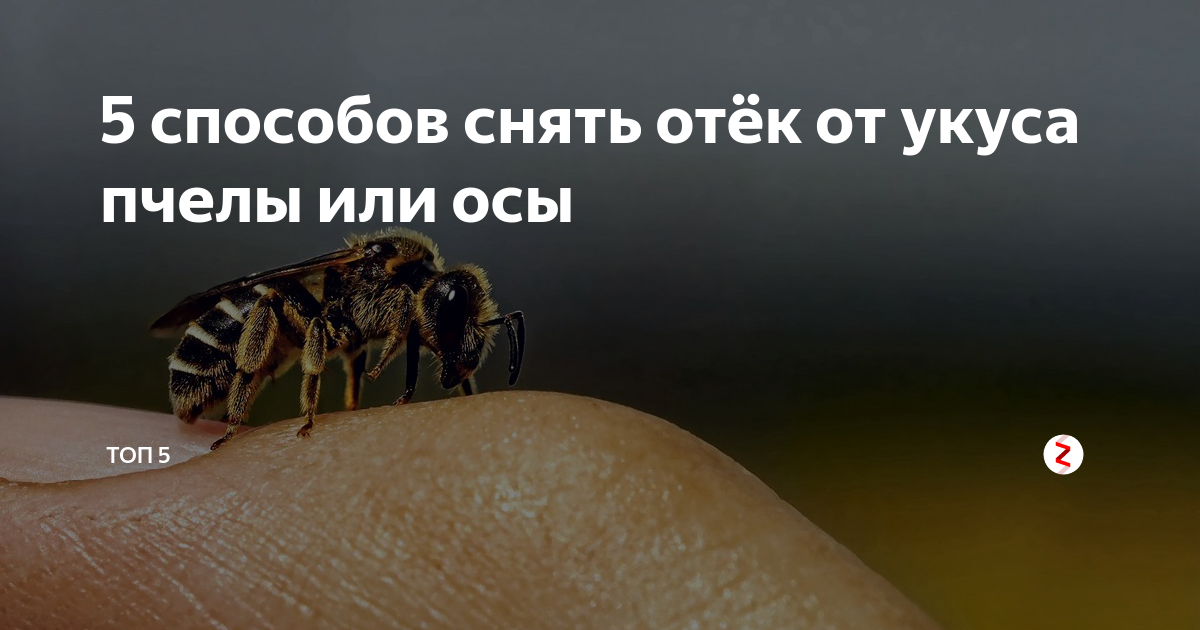 Укус осы: опухоль и покраснение, что делать и какой алгоритм первой помощи. | parnas42.ru