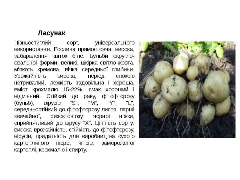 Ласунок: описание сорта картофеля, характеристики, агротехника