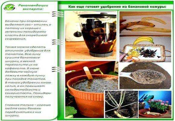 Банановая кожура как удобрение — для огорода и рассады