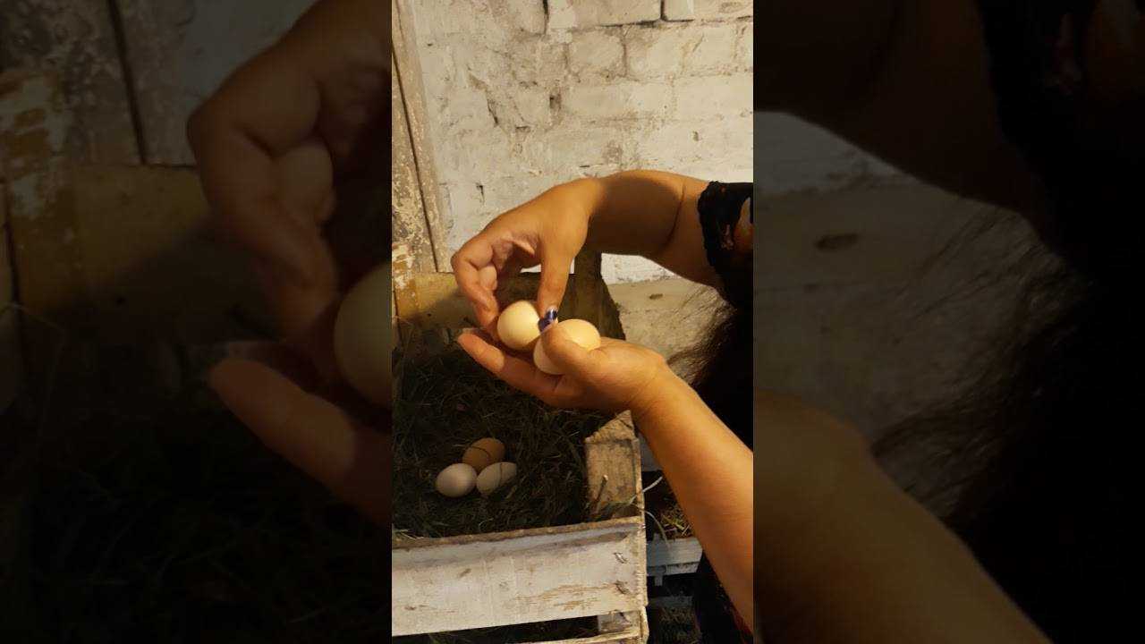 Советы опытных птицеводов, как посадить курицу на яйца: инструкция и видео