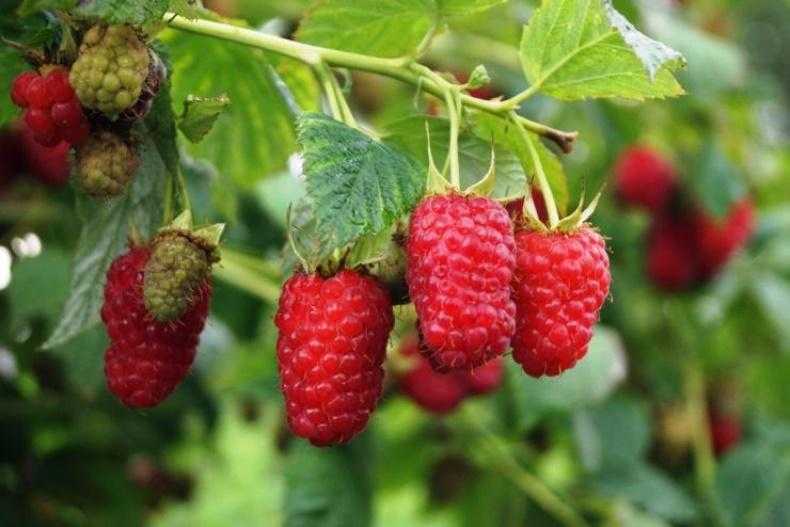 Лучшие сорта малины в 2023 году: самые вкусные, урожайные, новые, ремонтантные сорта