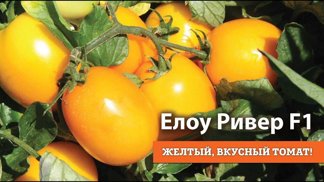 Характеристика сорта томата маныч - у дачки