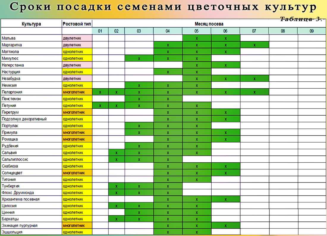 3 главных правила посадки георгин. описание, уход, сорта