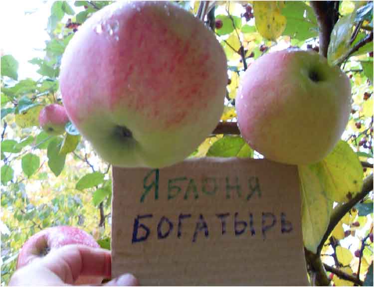 Сорт яблок богатырь: описание и фото, особенности и характеристики, выращивание и уход selo.guru — интернет портал о сельском хозяйстве