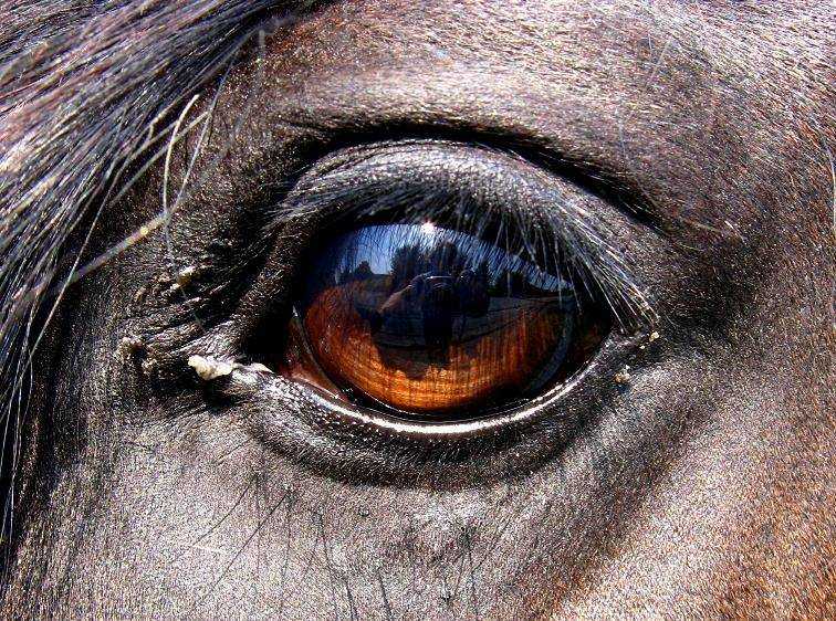 Ветеринария: не закрывайте глаза на глаза лошади! // зм № 1/2004