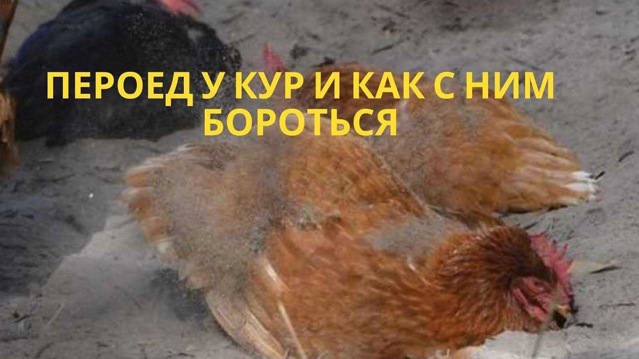 Как определить пероеда у кур и вылечить птицу