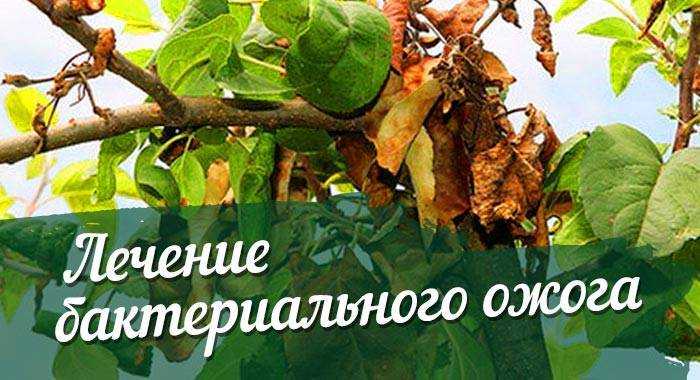 Бактериальный ожог груши: лечение, антибиотики, препараты