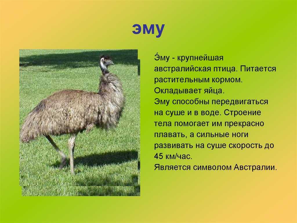 Страус эму: как выглядит, где обитает, разведение, фото