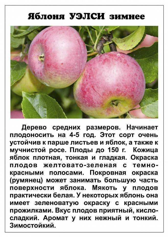 Яблоня конфетное - описание, особенности посадки и ухода