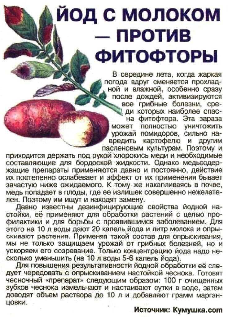 Лучшие препараты для работы с рассадой: советы профессионалов