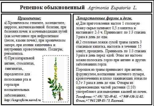 О траве репешок: как выглядит, полезные свойства, сфера применения