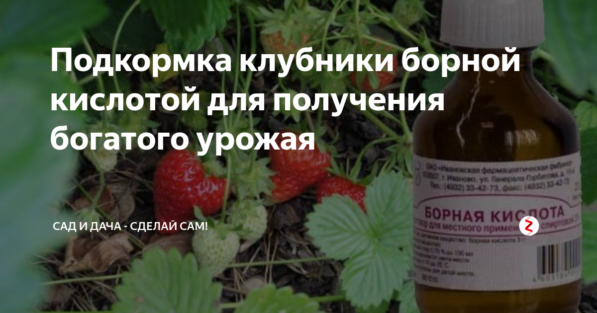 Народные средства для подкормки клубники во время цветения: зола, борная кислота, йод