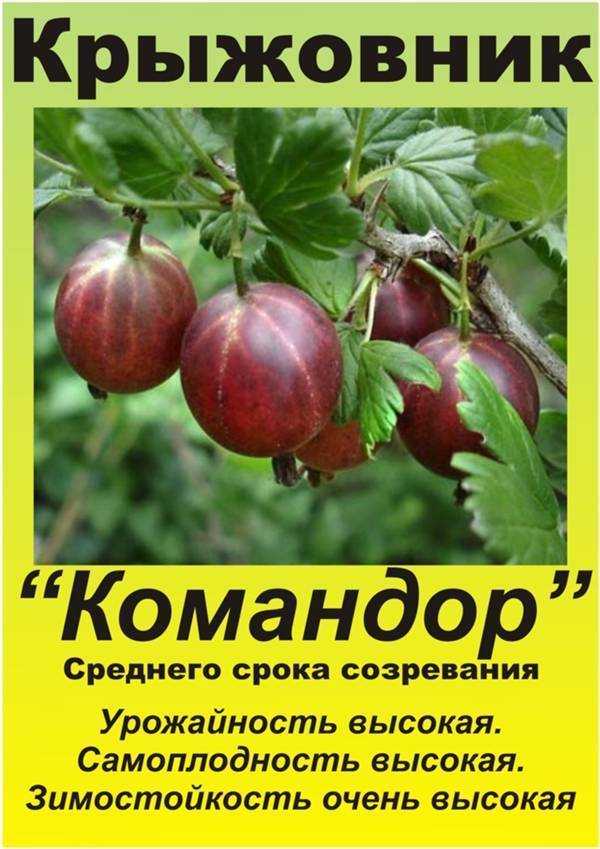 Крыжовник "командор" - описание сорта, отзывы, советы по выращиванию