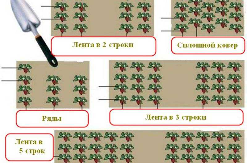 Как из ягоды клубники вырастить рассаду: инструкция, нюансы, технологии