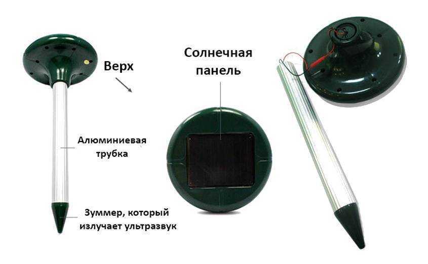 Как поймать крота – простые, надежные и эффективные способы