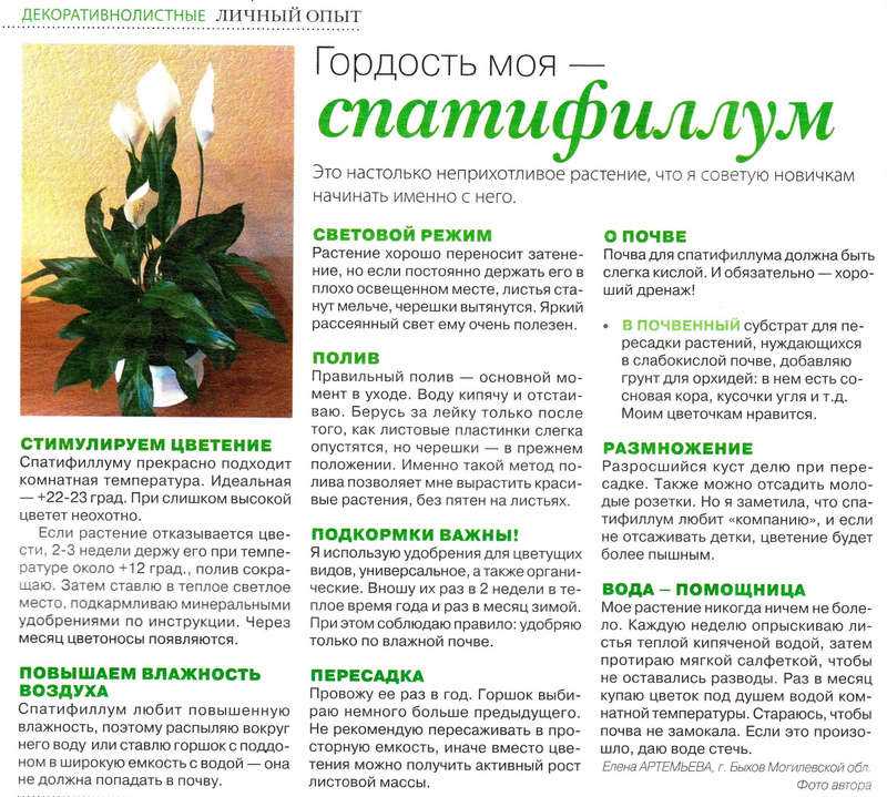 Спатифиллум — уход в домашних условиях и секреты как заставить цвести