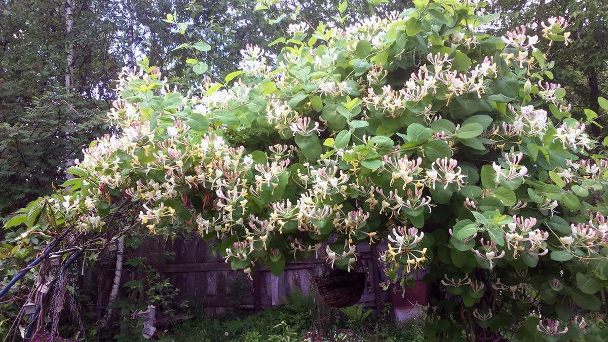 Жимолость каприфоль: секреты выращивания ароматной лианы