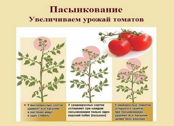 Как обрезать помидоры в открытом грунте?