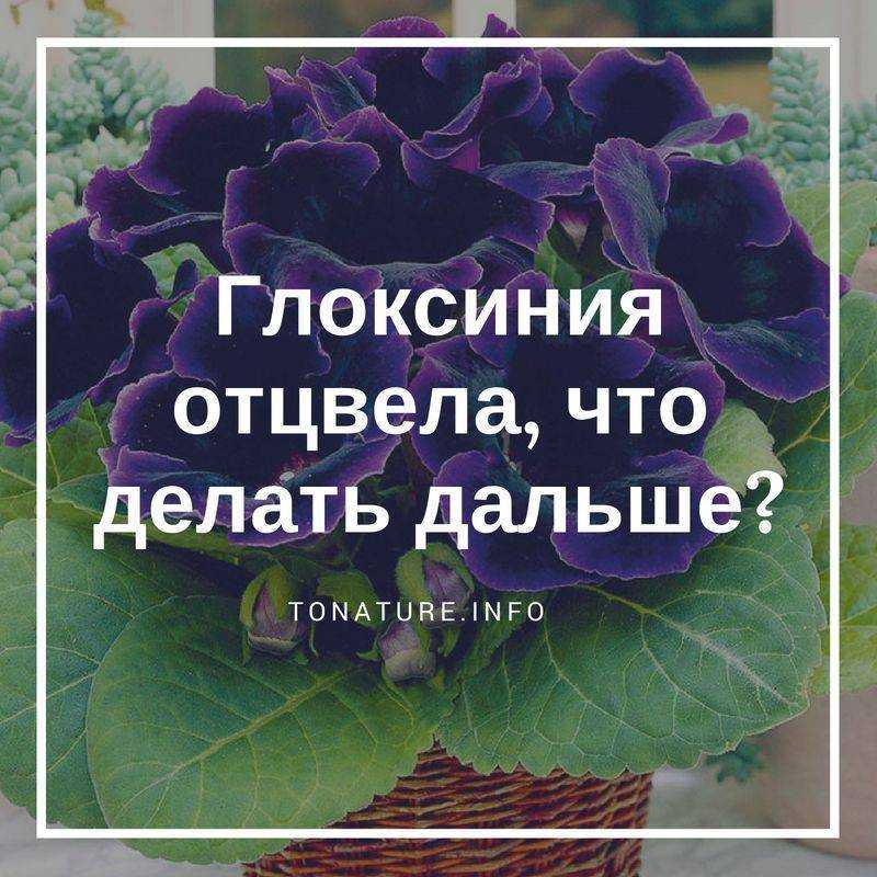 Глоксиния Кристин Айриш (Kristin Irish)  - описание сорта, саженцы, фото и характерные особенности
