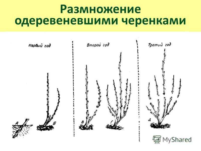 Черная смородина: описание 30 лучших сортов