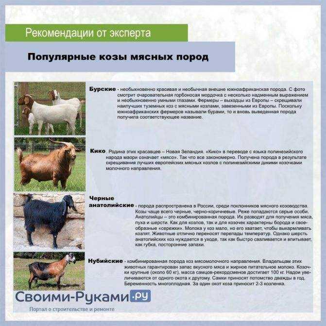 Молочные породы коз без запаха: 7 видов дойных коз, которые дают больше молока