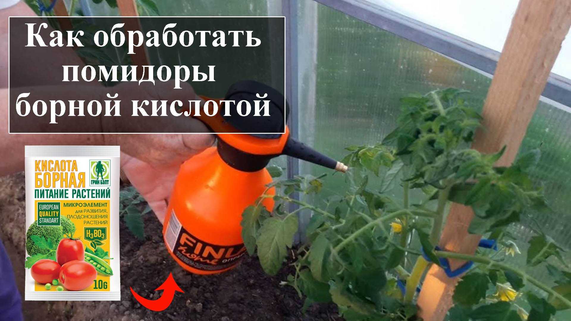 Подкормка марганцовкой помидор: можно ли полить рассаду томатов в теплице, марганцовка как удобрение | qlumba.com