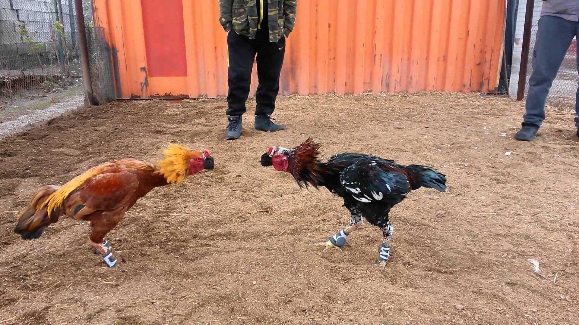 Фавероль: описание породы кур и ее особенности, фото цыплят и петухов, выращивание и содержание selo.guru — интернет портал о сельском хозяйстве