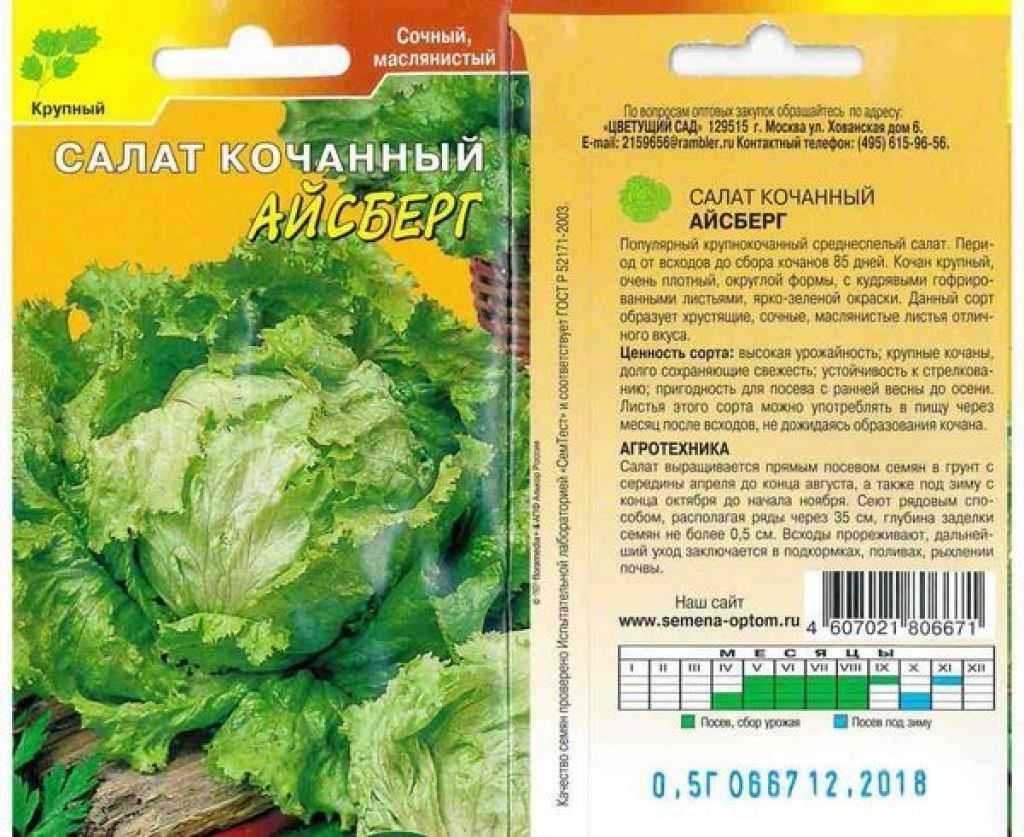 Салат айсберг - технология посева и особенности круглогодичного выращивания в теплице, уход и оборудование парника