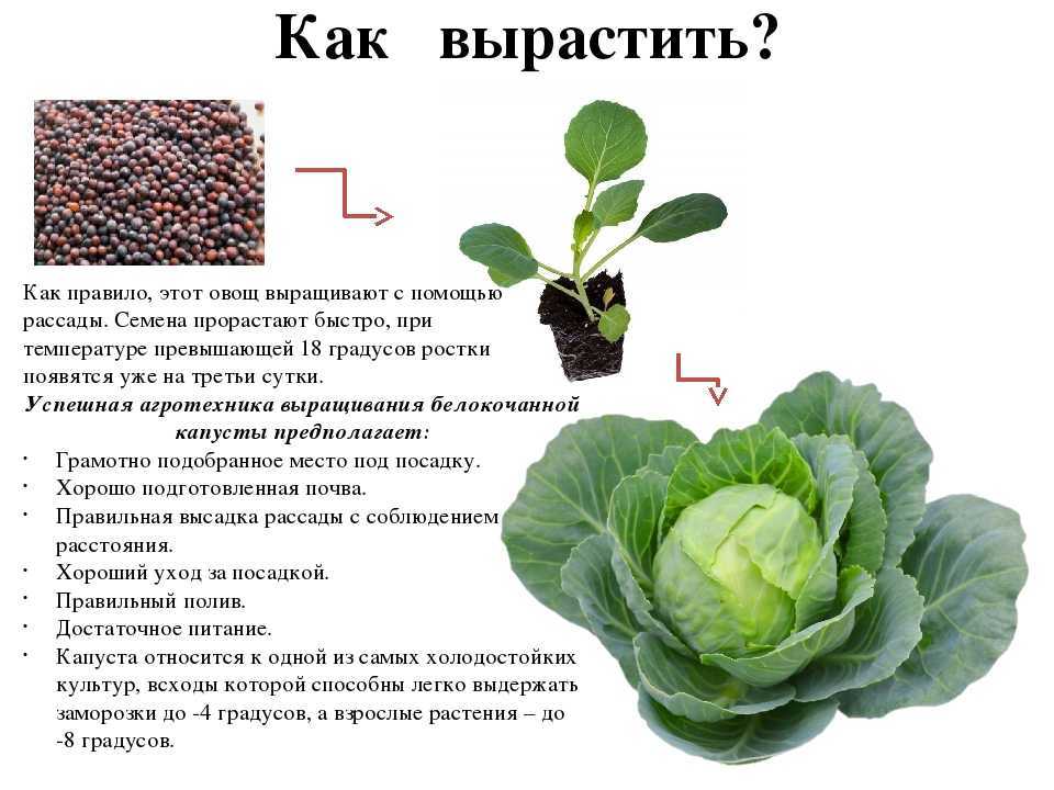 Виды капусты: фото, названия, способы выращивания и характеристики