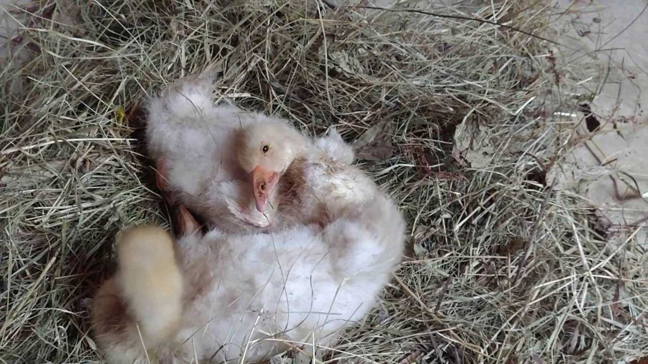 Болезни гусей: описание симптомов, лечение, фото