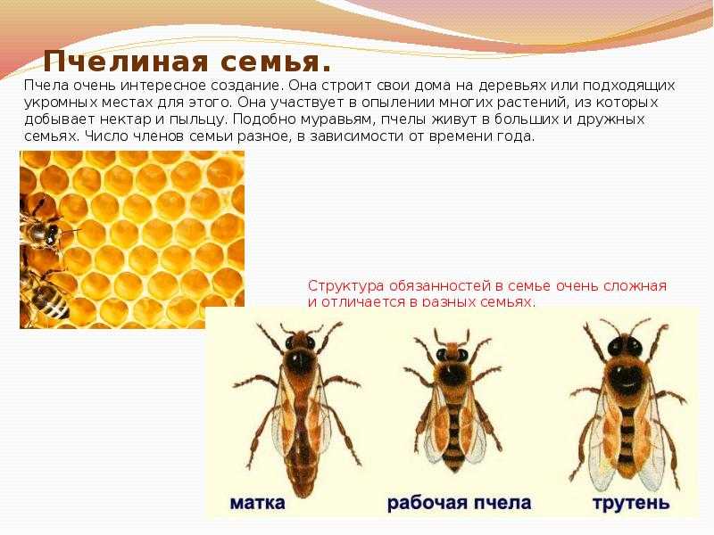 Лучшие породы пчел для нашего региона с фото и характеристиками.