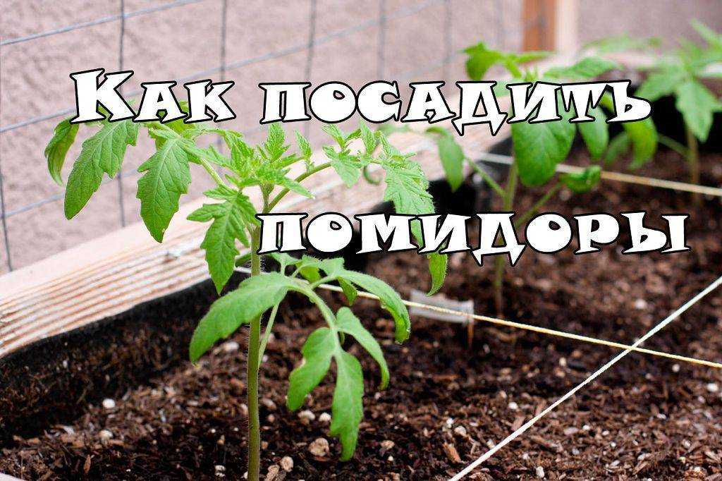 Рассада помидор – выращивание в домашних условиях
