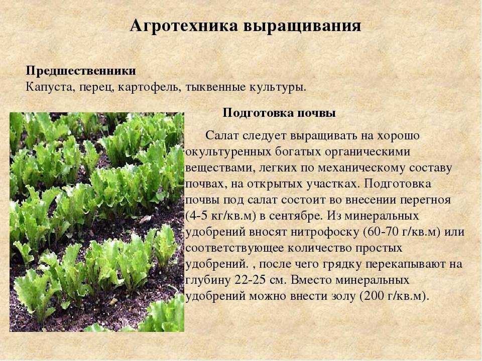 Как сажать картошку, чтобы получить хороший урожай, технологии посадки и выращивания