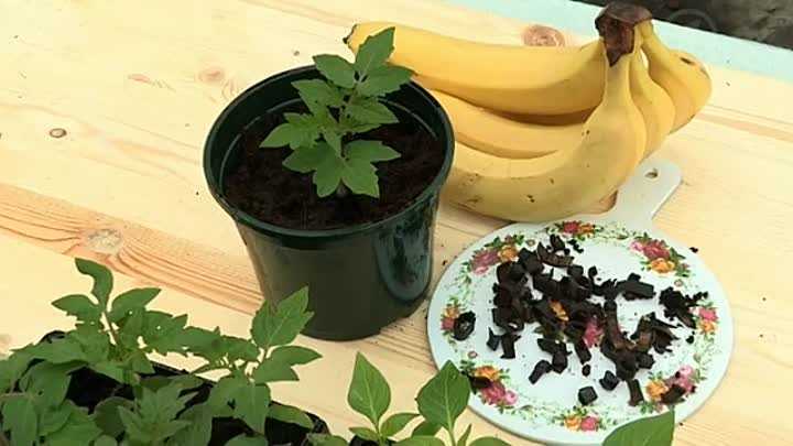 Удобрение из банановой кожуры для рассады