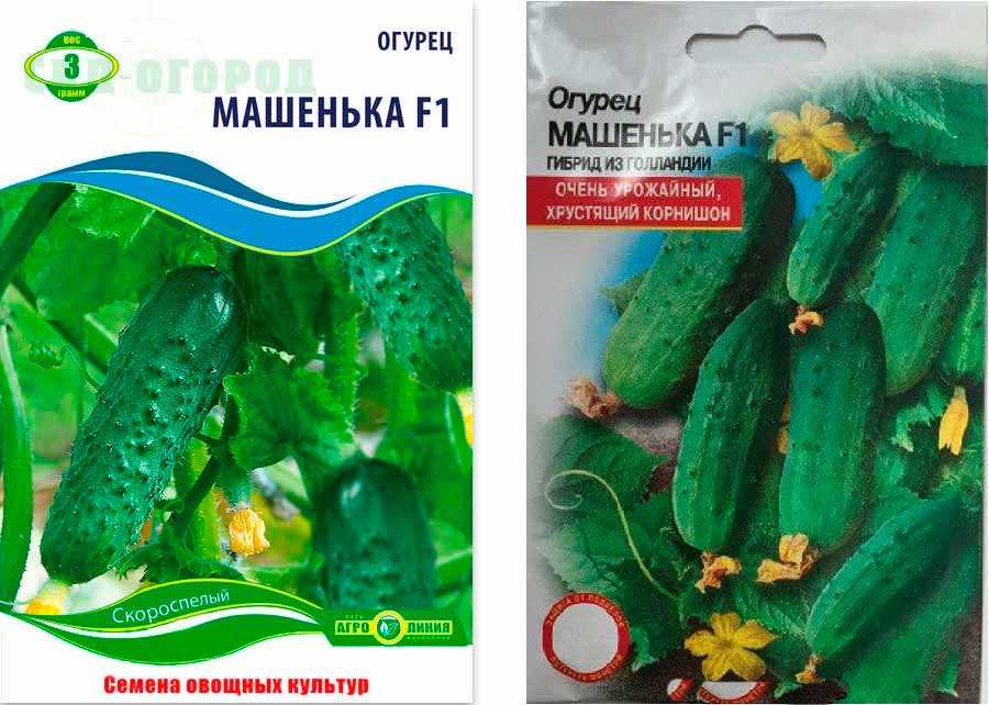 Огурец маша f1: описание, отзывы, фото, посадка и уход