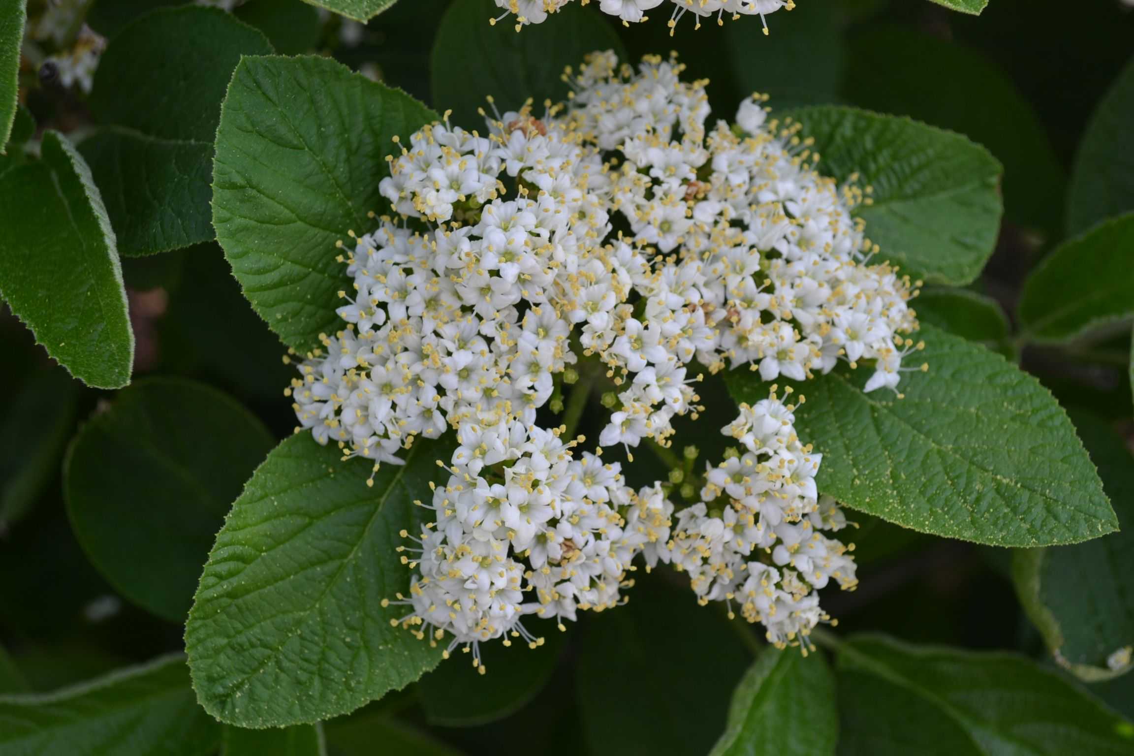 Описание сортов калины гордовина (mohican и пр.): посадка и уход, фото, применение в ландшафтном дизайне